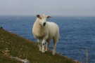 Sheep, Butt Of Lewis
